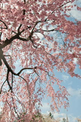 八重桜と青い空