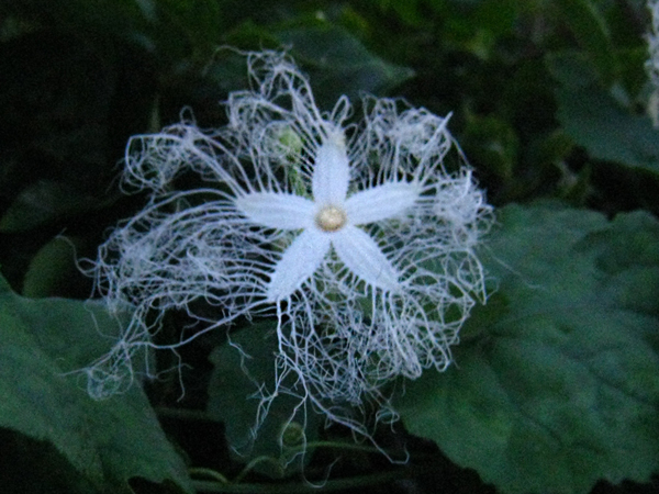 カラスウリの花　2014.7.15. PM7:00撮影