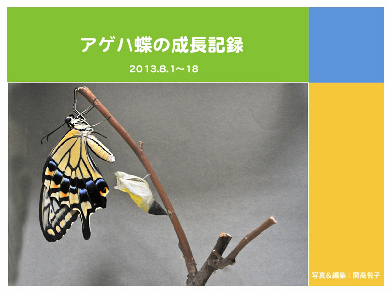 アゲハ蝶の成長記録をスライドショーにしました