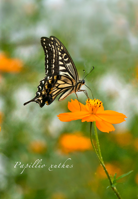 黄花コスモスで吸蜜するアゲハ蝶