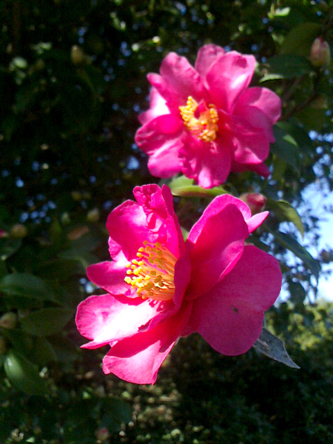 山茶花の季節