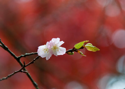 不断桜（ふだんざくら）