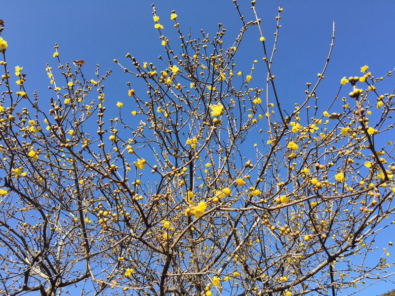 蝋梅（ろうばい）の花が満開です　2015.1.5