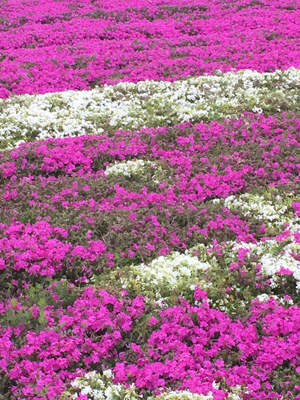 芝桜の饗宴