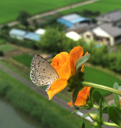 ポーチュラカのお花を吸蜜するシジミ蝶