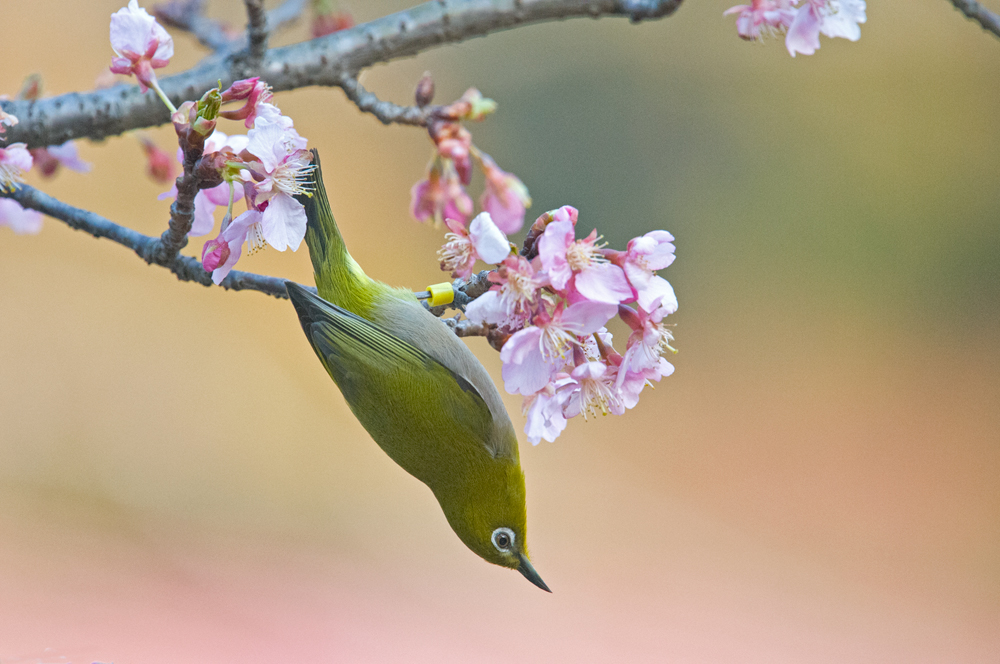 河津桜とメジロ