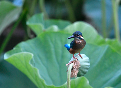 2016.8.16撮影　慈恩寺親水公園にて