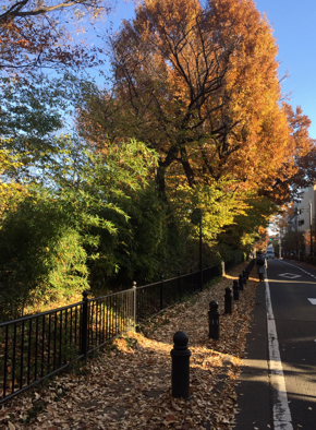 玉川上水沿いの道の紅葉