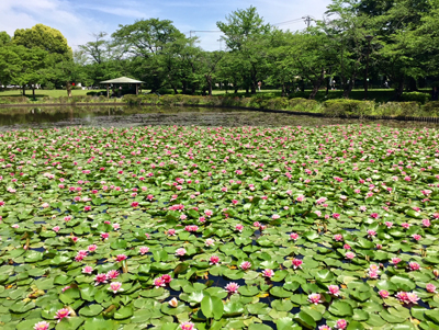 岩槻公園睡蓮　2018.5.6