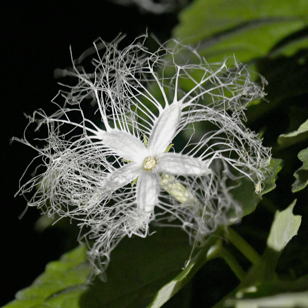 からすうりの花