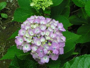 紫陽花（６月１８日