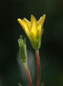 開花の瞬間