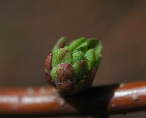 雪柳の新芽