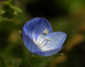 春を呼ぶ花・・・オオイヌノフグリ