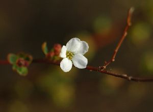 一足早く咲きました