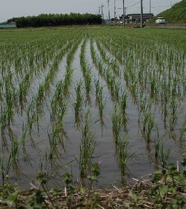 田植えから２３日目