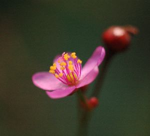 直径８mm位の小さな花です