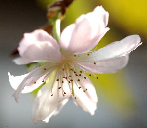 十月桜