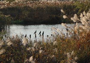 すすきと野鳥