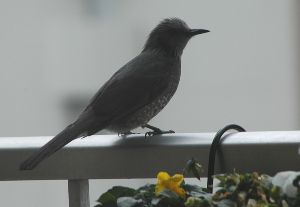 ピーヨピーヨという鳴き声で仲間を呼びます