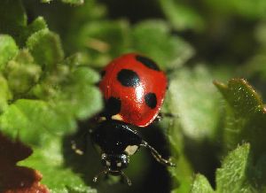 早春の光があたり嬉しそうなテントウ虫