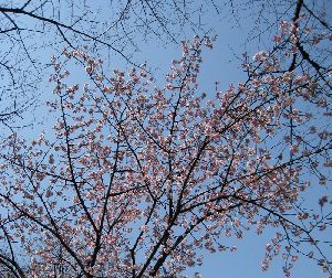 上野公園の寒桜2008.3.4