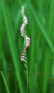 野原でひっそりと咲くねじ花