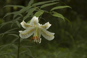 森林の中で咲く山百合