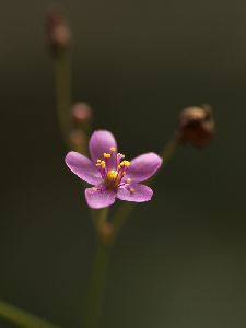 午後三時過ぎに咲くことから三時花という名前がつきました