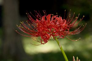 情熱の赤・・・曼珠沙華（彼岸花）