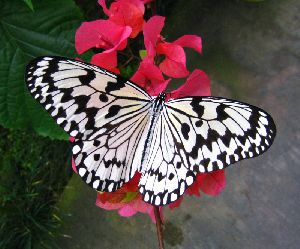 日本最大の蝶　オオゴマダラ