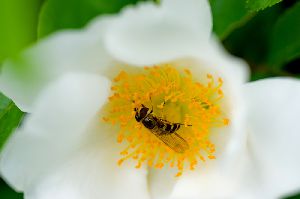 野薔薇とハナアブ