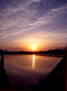 水田に映る夕陽