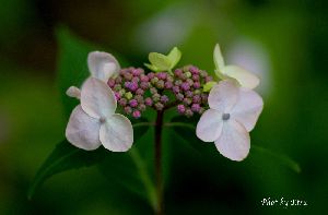 桃色山紫陽花