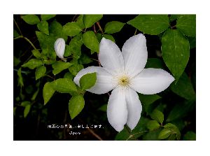 白いテッセンの花