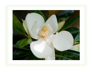 天に向かって咲く泰山木の花