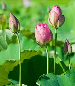 ピンクの花蓮の蕾たち