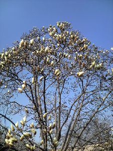 こぶしの花