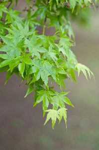 青紅葉が美しい