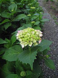 紫陽花が色づいてきました