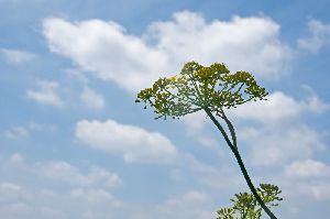 空に向かうフェンネルの花