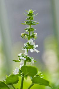 バジルの花