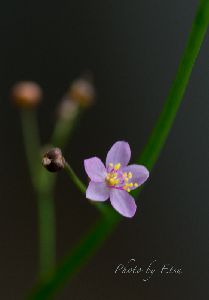 三時花