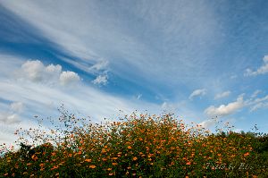 2012.9.24　黄花コスモスと青空