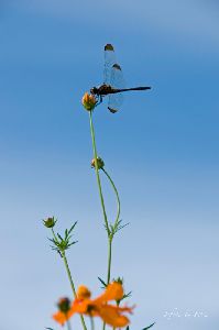 黄花コスモスに止まるトンボ