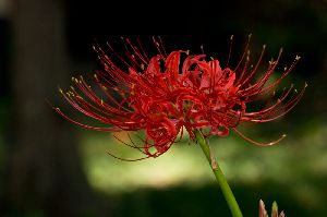 赤い花の代表、彼岸花