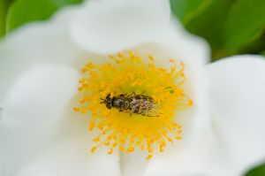 吸蜜中のハナアブさん