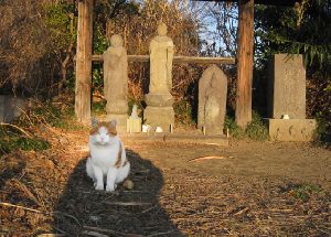 野良猫ミーちゃん（2014.1.24）