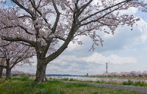 2014.4.6　茨城県土浦の桜川