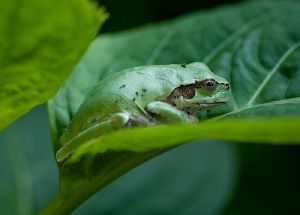 休憩中のあまがえる君